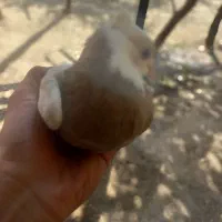 پرشی