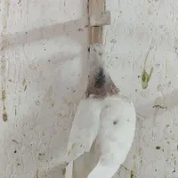 کله هما لکه دار|پرنده|کاشمر, |دیوار