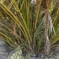 سلام .پاجوش نخل قصب وشاهانی موجود می باشد|گل و گیاه طبیعی|لامرد, |دیوار