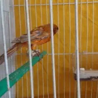 قناری نر سرخ شتری اورجینال مست مستخون|پرنده|مشهد, ادیب نیشابوری (شهرک غرب)|دیوار