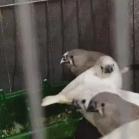 فنچ