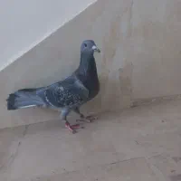 دو عدد پلاکی مسافتی