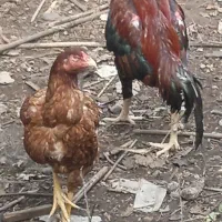 تخم لاری|حیوانات مزرعه|کوچصفهان, |دیوار