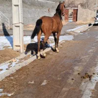 اسب|اسب و تجهیزات اسبسواری|زنجان, |دیوار