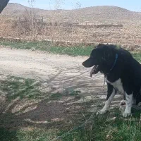 سگ گمشده|حیوانات|خمین, |دیوار