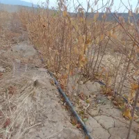 فروش|خدمات باغبانی و درختکاری|بسطام, |دیوار