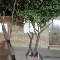 باغ ویلای 300متری