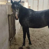 فروش چند راس اسب مادیون|اسب و تجهیزات اسبسواری|جهرم, |دیوار