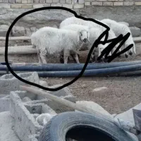 گوسفند جملی زاه چاق خوب|حیوانات مزرعه|زهک, |دیوار