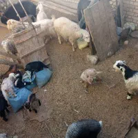 گوسفند. میش. بز. بره. کهره