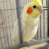 عروس هلندی