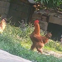 مرغ و خروس امپراتور