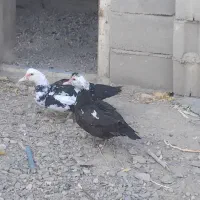 اردک اسراییلی