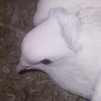 کبوتر گتوند|پرنده|گتوند, |دیوار