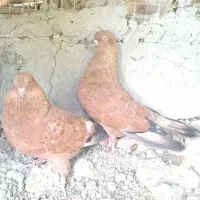 کله ای