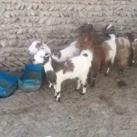 گوسفند برای مالداری|حیوانات مزرعه|سراوان, |دیوار