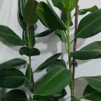 گل های خانگی