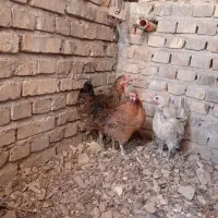 مرغ خانگی تخمگذار|حیوانات مزرعه|اردکان, |دیوار