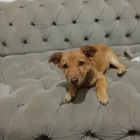 واگزاریسگسایزگربه|سگ|مشهد, سجاد شهر|دیوار