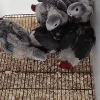 جوجه کاسکو،کاکادو،آرا،ماکائو،ملوکان