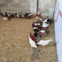۱۰۰ عدد مرغ