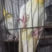 عروس هلندی لوتینو|پرنده|رشت, آب و برق|دیوار