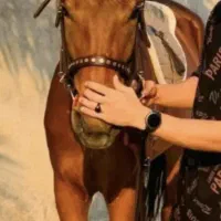 اسب|اسب و تجهیزات اسب‌سواری|کوشکنار, |دیوار