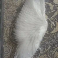 بال فرشته نورانی|کلکسیون و سرگرمی|مشهد, امیریه|دیوار