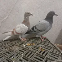 4تا جوجه نر پرشی|پرنده|مشهد, کارمندان دوم|دیوار