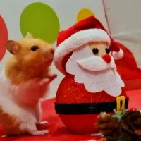 انواع نژادهمستر جیبی بندانگشتی باوسایل بازی