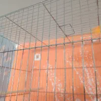 قناری نر و ماده|پرنده|سنقر, |دیوار