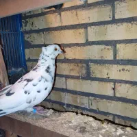 کفترهای پرشی|پرنده|خوانسار, |دیوار