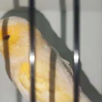 قناری ماده فائو آماده پاکسازی شده|پرنده|بهبهان, |دیوار