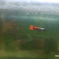 فروش فوری ماهی های گیاه خوار