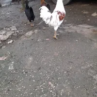 فروش مرغ وخروس|حیوانات مزرعه|رحیمآباد, |دیوار