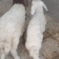 فروش بره|حیوانات مزرعه|اهواز, زوویه ۲|دیوار