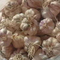 سیر محلی