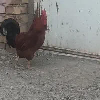 خروس