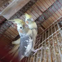 عرروس هلندی جفتش باهم 1200