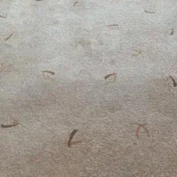 پالاز موکت