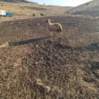 دوعدد گوسفند سنجابی اصیل