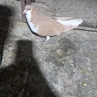 کبوتر شهری زرد|پرنده|مرودشت, ثبت احوال|دیوار