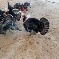 بوقلمون جوان نر ماده