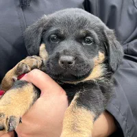 توله ژرمن شپرد|سگ|رحیم‌آباد, |دیوار