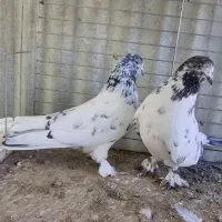 کبوتر پرشی|پرنده|ابهر, |دیوار