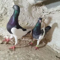 یهودی نروماده