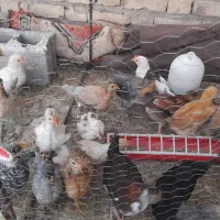 فروش جوجه برهما و گلین اصل