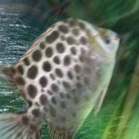 ماهی اسکات سبز