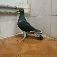 پلاکی چاپی مسافتی ماده|پرنده|بهبهان, |دیوار