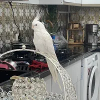 عروس هلندی سخن گو دستی هست همراه باقفس و تجهیزات